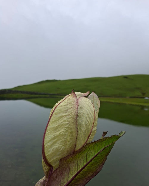 ROOPKUND TREK - THE SKELETON LAKE