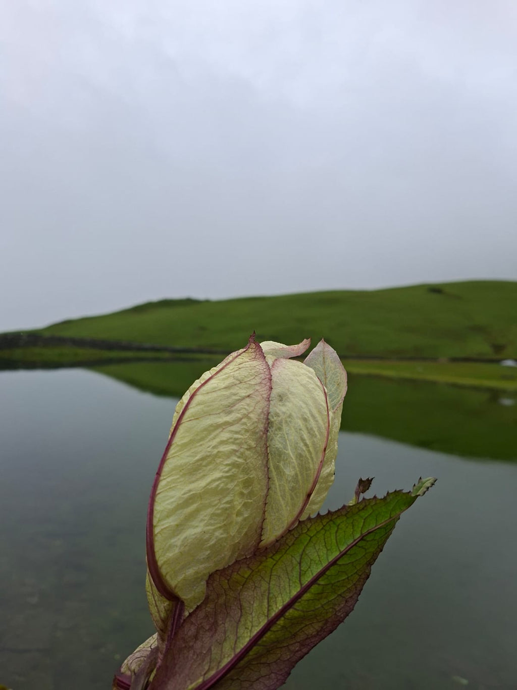 ALI BEDNI BUGYAL TREK